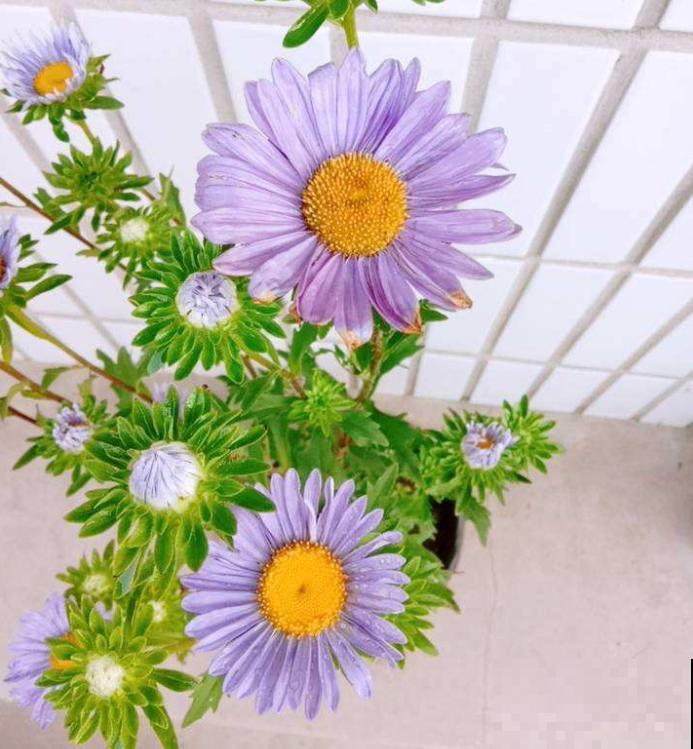 养花在精不在多,一盆精品,胜过10盆普通花! 养花在精不在多,一盆精品,胜过10盆普通花!