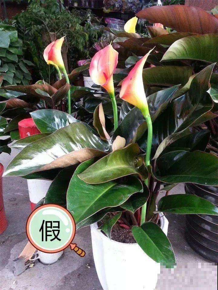 7种花,全是骗人的,白花冤枉钱! 7种花,全是骗人的,白花冤枉钱!