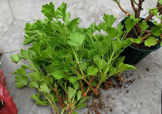 秋天养花就得折腾,修剪换盆施肥,一个工作都不能少! 秋天养花就得折腾,修剪换盆施肥,一个工作都不能少!