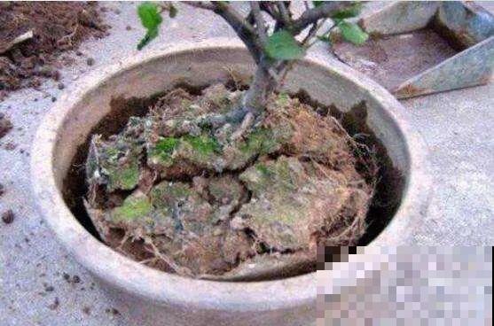 土里埋点“小料”，今年不用换盆，照样开花爆盆！