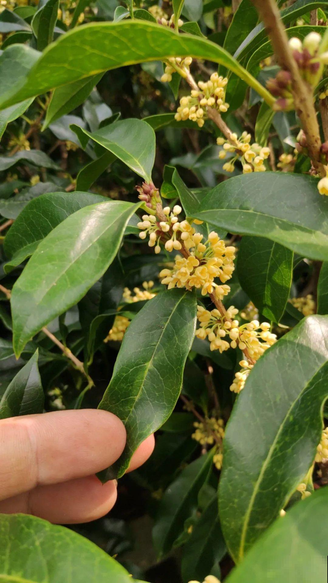 桂花秋天必须养，满树金黄，香飘四溢，不养吃亏了！