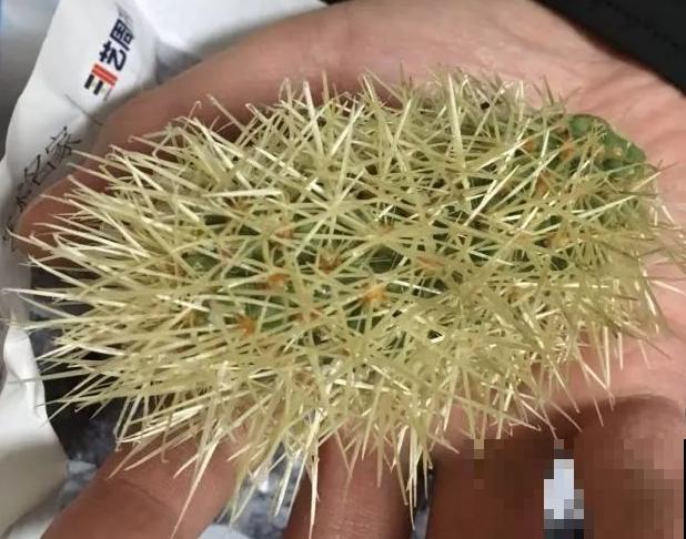 天生长毛的多肉，叶子毛绒绒，比玩具熊还可爱