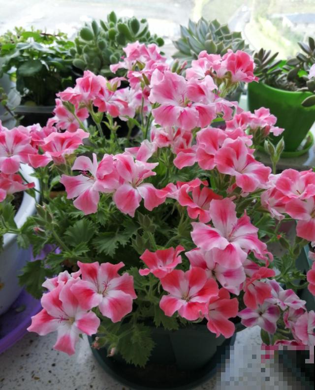 秋天养花就得折腾,修剪换盆施肥,一个工作都不能少! 秋天养花就得折腾,修剪换盆施肥,一个工作都不能少!