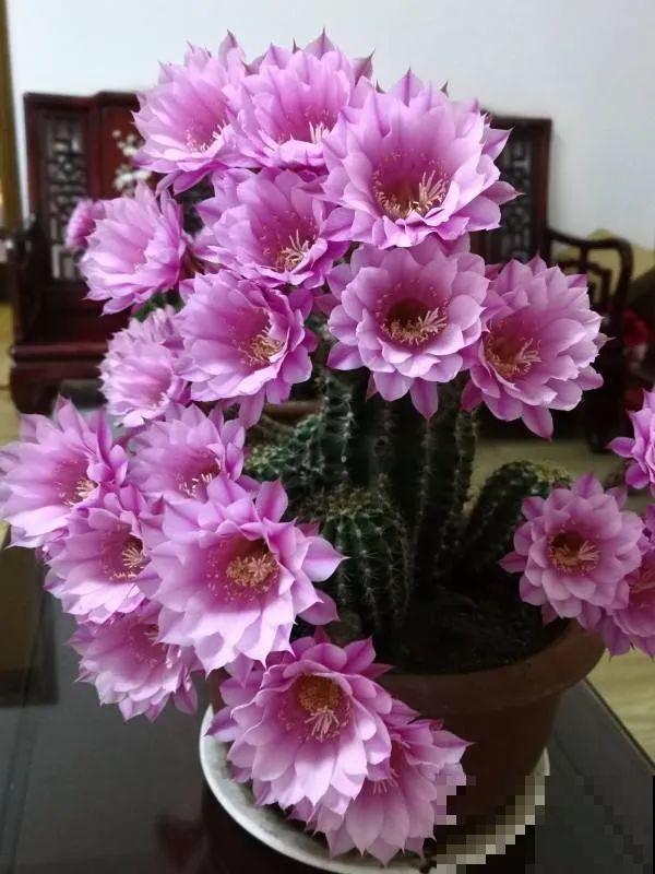 都说这花很好养,为啥还是养死了?就是因为管不住手! 都说这花很好养,为啥还是养死了?就是因为管不住手!