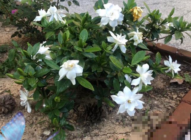 养这4种花，就得配好土，不黄叶不烂根！