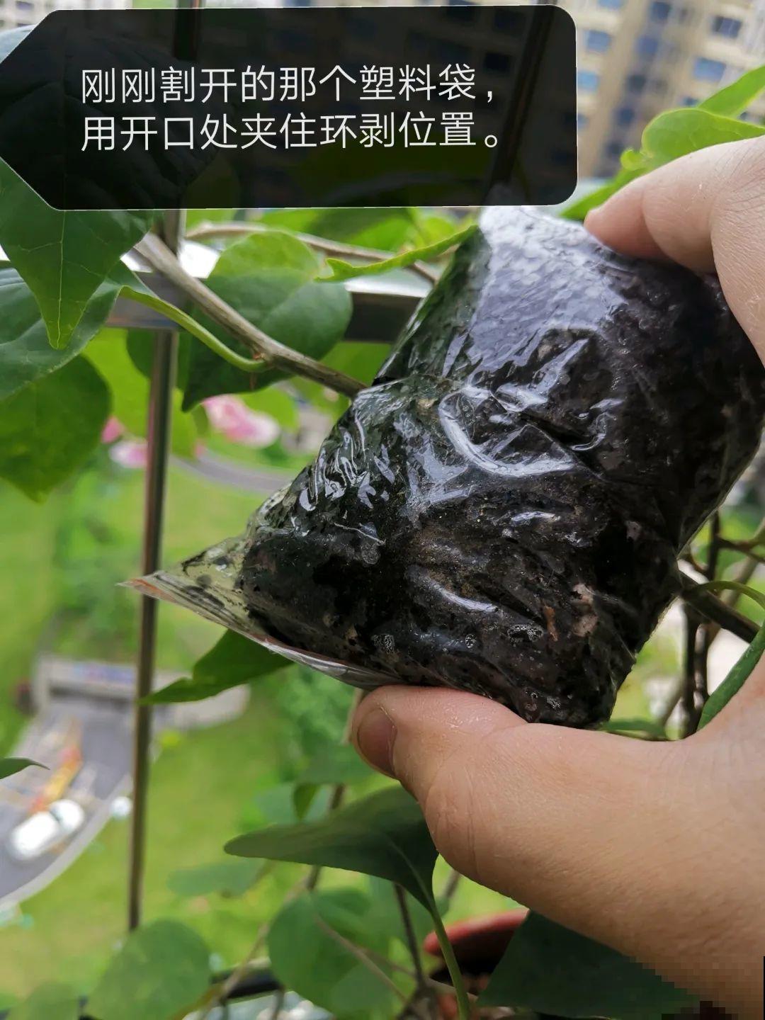 枝条不用扦插也能繁殖，环割一圈裹上土，塑料袋一包就能长根