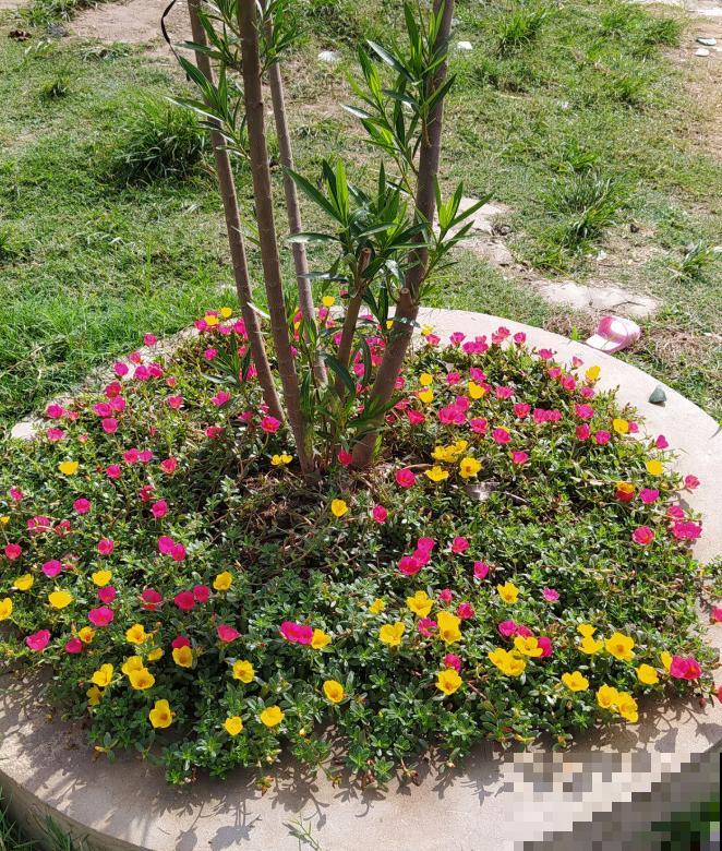 七旬老人,花6年时间在江边造花园,大风大浪都不怕! 七旬老人,花6年时间在江边造花园,大风大浪都不怕!