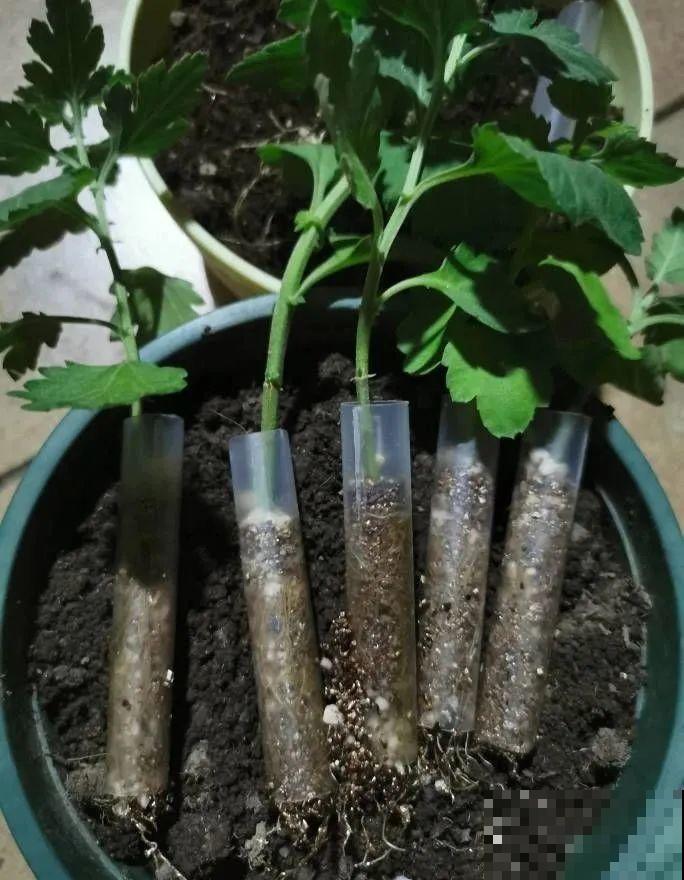 扦插有啥难？1根吸管，插活6盆花，太简单了！