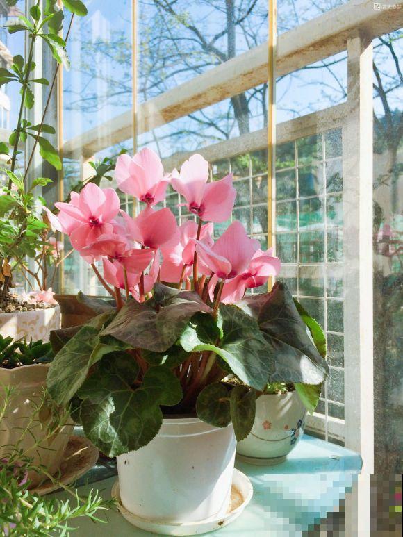 她家的花一开，就赶紧画成水彩画，比真花还美！