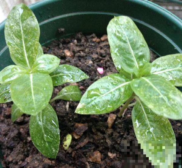 现在是播种最佳时期,种多少活多少,从秋开到春! 现在是播种最佳时期,种多少活多少,从秋开到春!