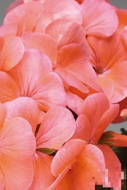 天竺葵太能开,一年能开大半年,花多还易爆盆! 天竺葵太能开,一年能开大半年,花多还易爆盆!