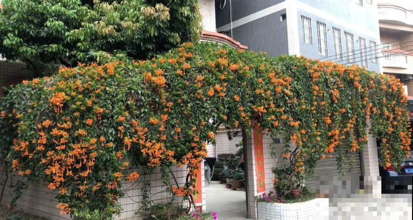 “一点就炸”的炮仗花，爬墙特厉害，想要花墙的来！