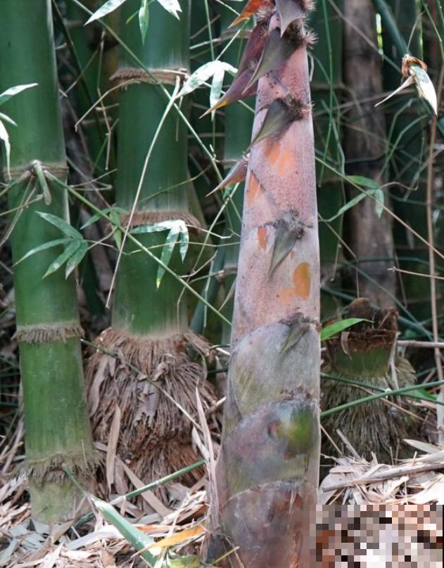 16种奇花异草,随便挑一个,你都没见过! 16种奇花异草,随便挑一个,你都没见过!