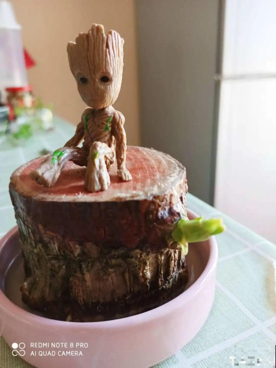 网红“巴西木”丢水里,1个月发霉了,咋办? 网红“巴西木”丢水里,1个月发霉了,咋办?