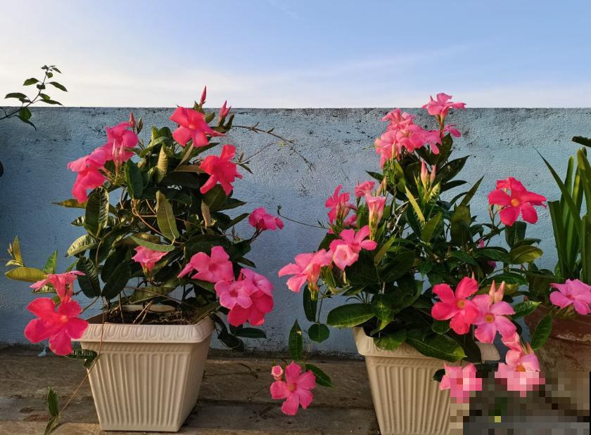 “开花机器”双腺藤，好看还爱爬墙，一年四季开花不停！