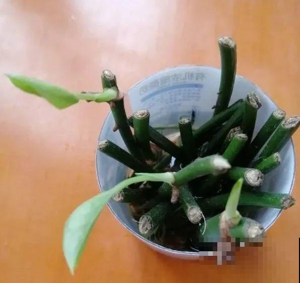 龟背竹长出长鞭子，连着茎一块砍下来，种土里就能活