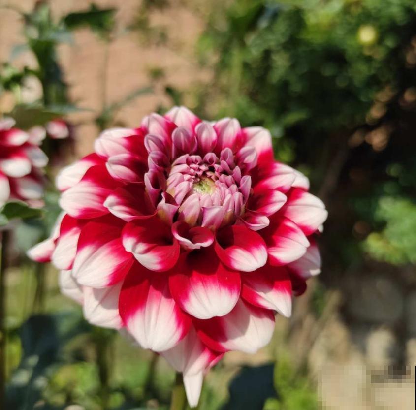 现在给大丽花剪一剪，到秋天，花朵开得比碗大！