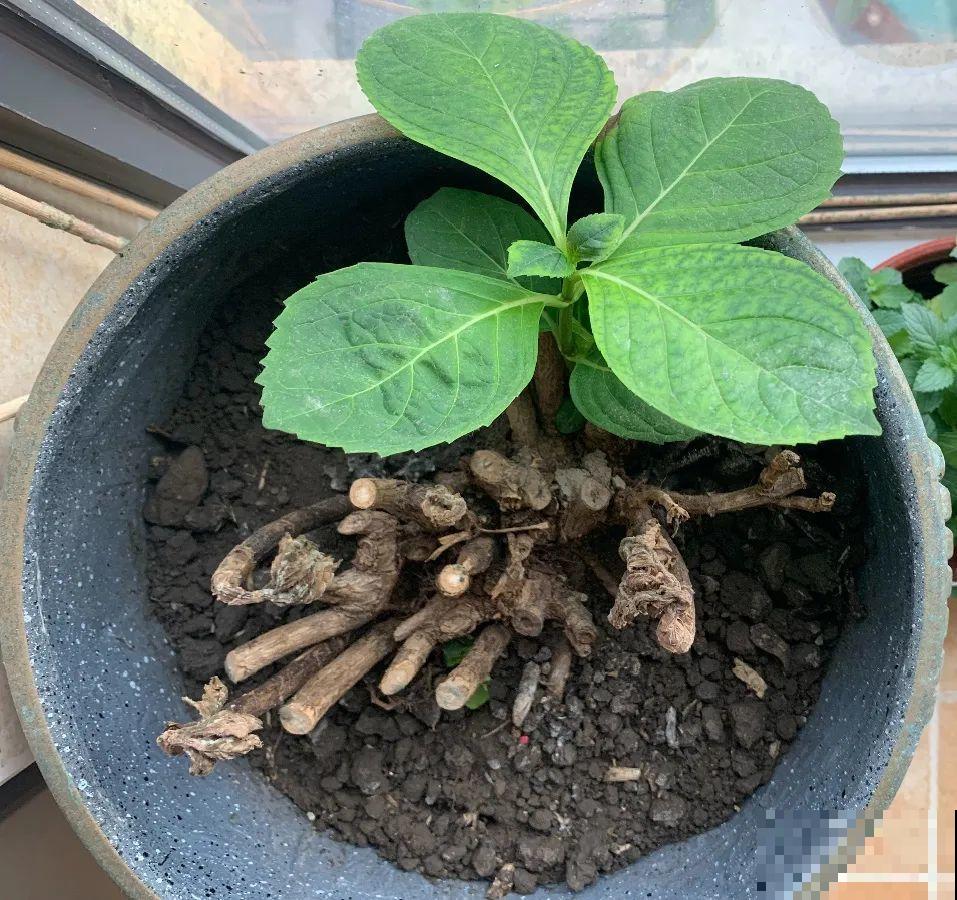 8种花,养小不养老,越老开花越少! 8种花,养小不养老,越老开花越少!