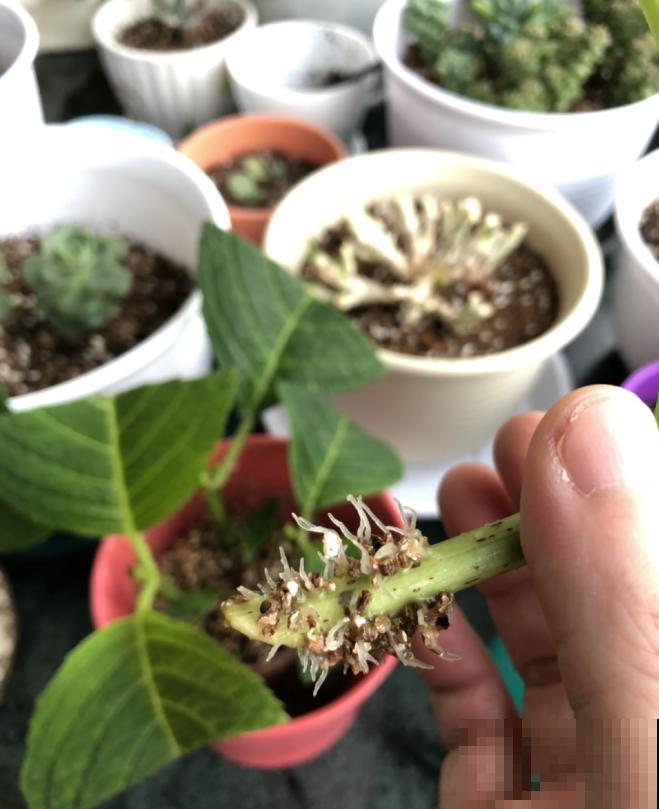 天凉最适合扦插,绣球随便剪根枝,插水里都能活! 天凉最适合扦插,绣球随便剪根枝,插水里都能活!