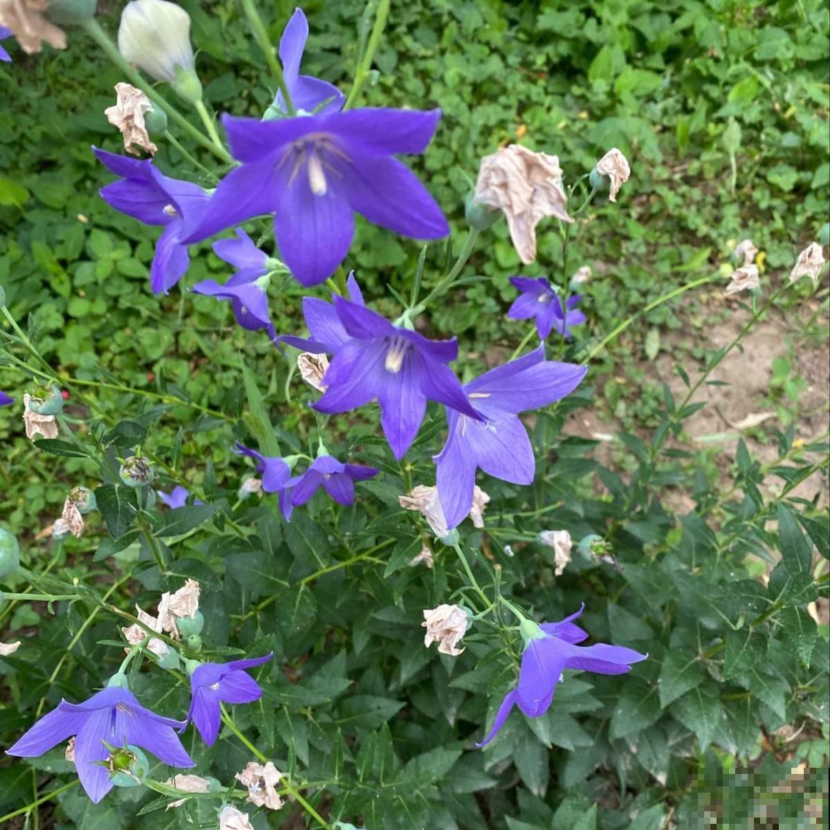 还在买洋桔梗?种桔梗吧,种子一撒,满盆全是小星星! 还在买洋桔梗?种桔梗吧,种子一撒,满盆全是小星星!