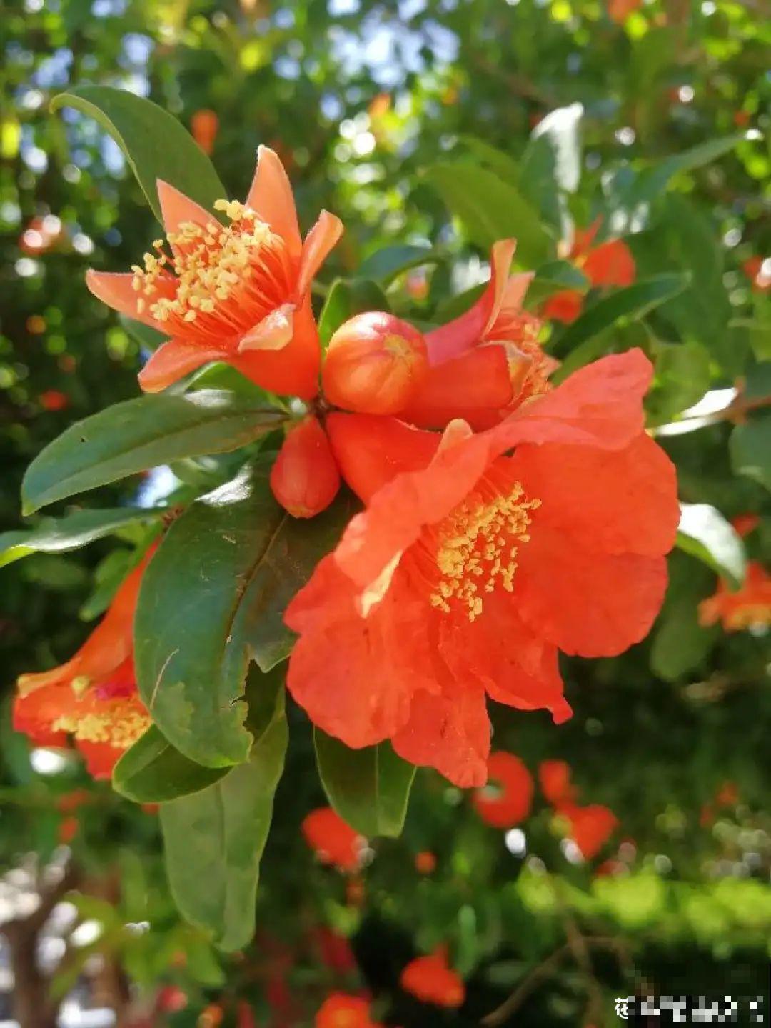 农村养出的“宝藏”花,精致可爱,一点也不土气! 农村养出的“宝藏”花,精致可爱,一点也不土气!