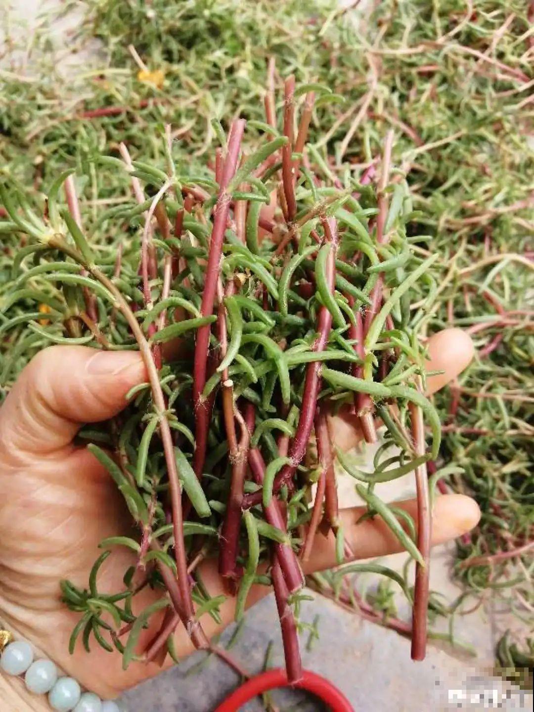 塑料瓶养花真省钱,戳个洞就行,种上吊兰长得超旺 塑料瓶养花真省钱,戳个洞就行,种上吊兰长得超旺