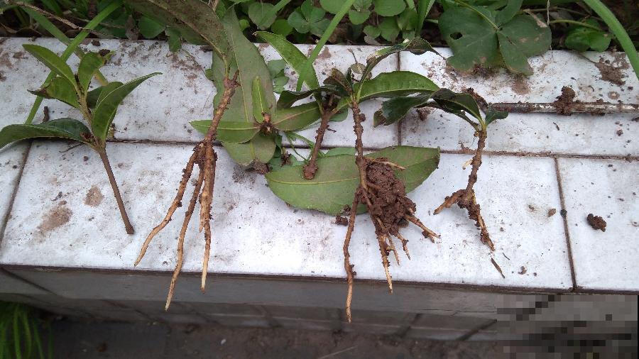 桂花秋天必须养，满树金黄，香飘四溢，不养吃亏了！