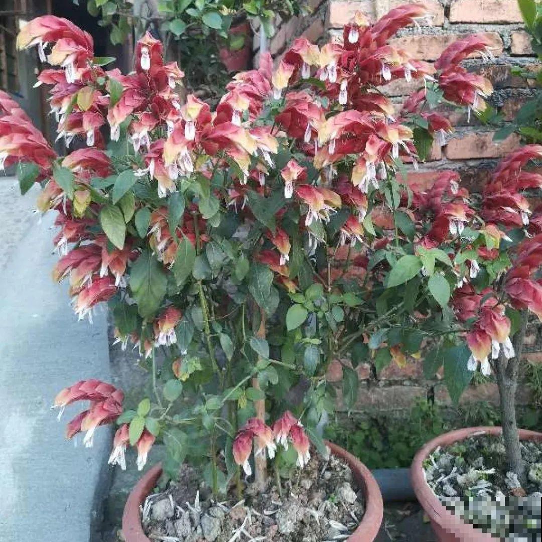 看图猜花名，100道题，测你的养花天分！