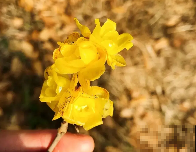 一句诗一种花,根据诗句猜花名,全猜对的是个文化人 一句诗一种花,根据诗句猜花名,全猜对的是个文化人