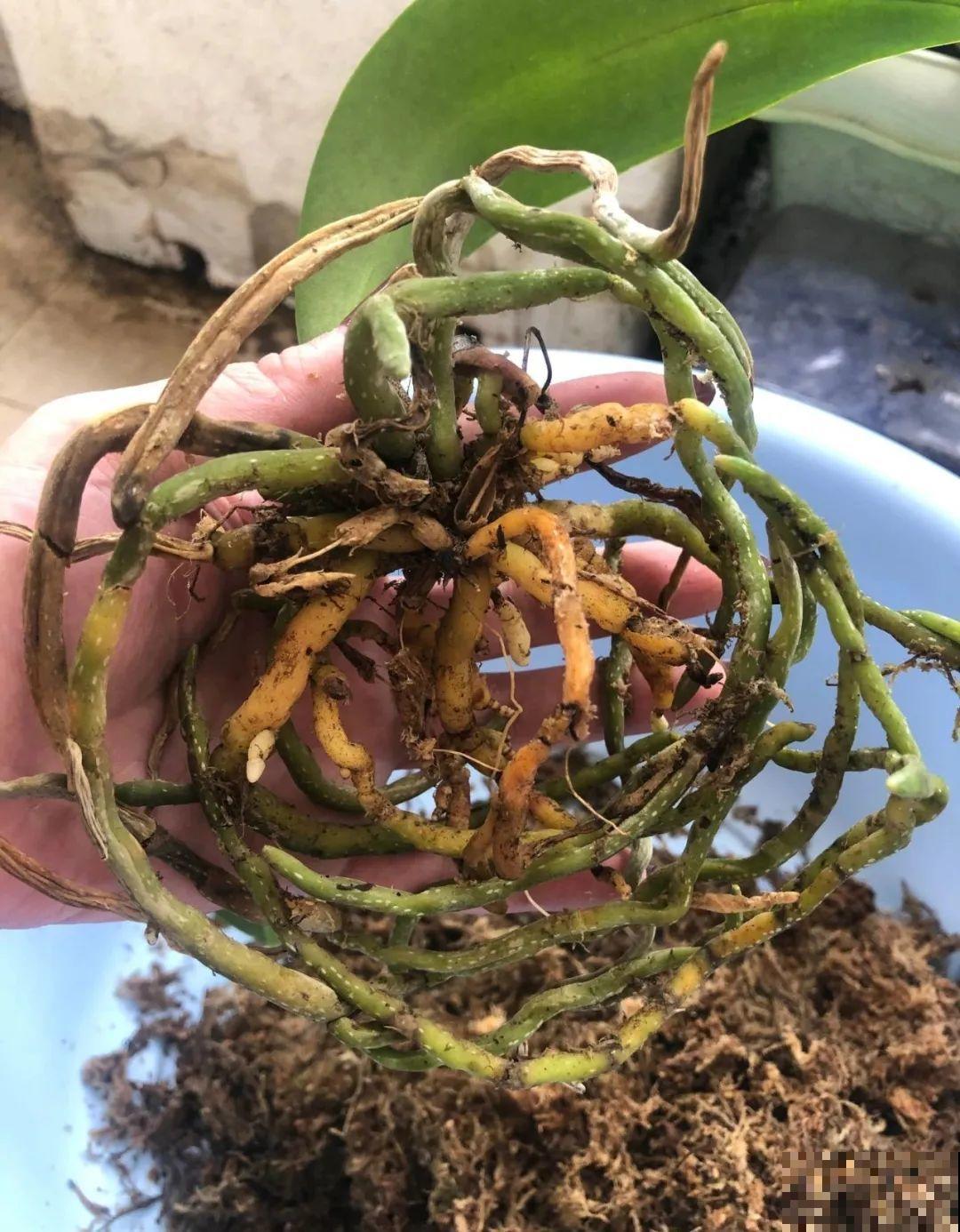 花堆成山,捡到手软,大麻袋都装不下了! 花堆成山,捡到手软,大麻袋都装不下了!