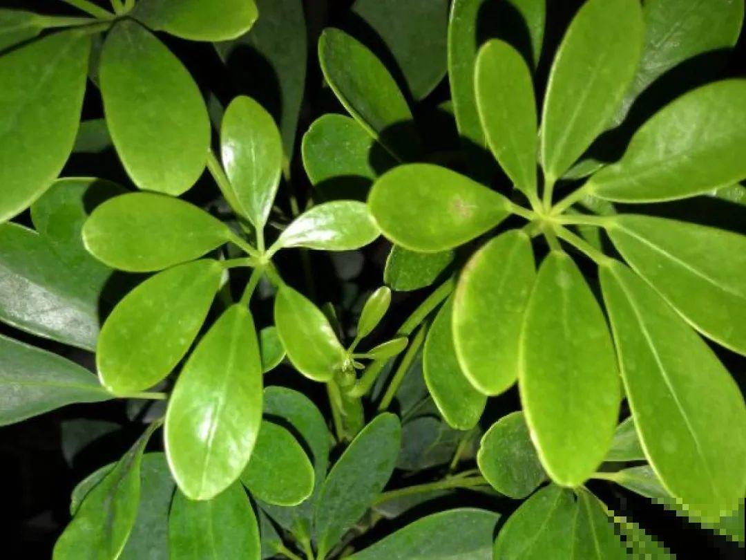 24种植物“净化器”,每个房间养一盆,太值了! 24种植物“净化器”,每个房间养一盆,太值了!