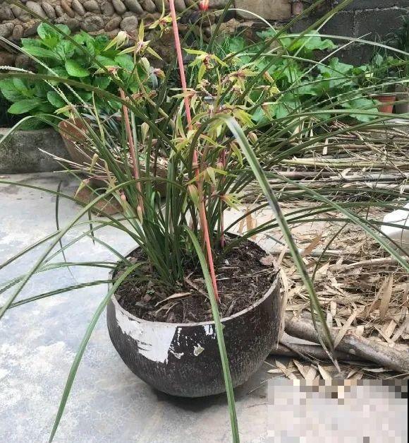 捡了3个大水缸，种上这几种花，放门口太霸气了！