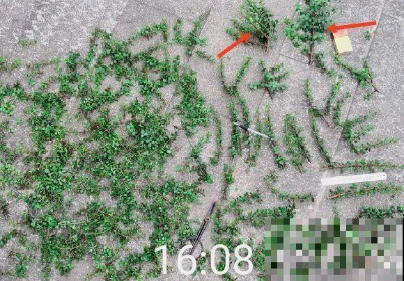 养金枝玉叶,剪成“歪脖子”,越歪越值钱! 养金枝玉叶,剪成“歪脖子”,越歪越值钱!