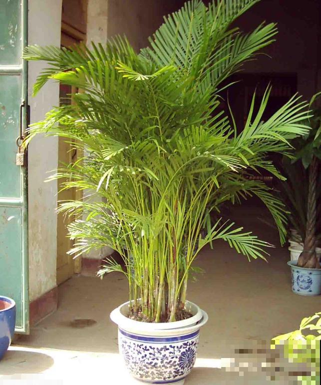 这5种绿植,长得实在太像了,一不小心就买到假货! 这5种绿植,长得实在太像了,一不小心就买到假货!