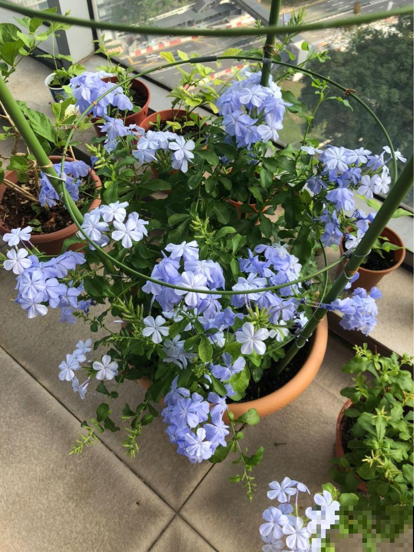 竹芋叶子像彩虹,耐阴耐潮,淋个雨还能长爆盆 竹芋叶子像彩虹,耐阴耐潮,淋个雨还能长爆盆