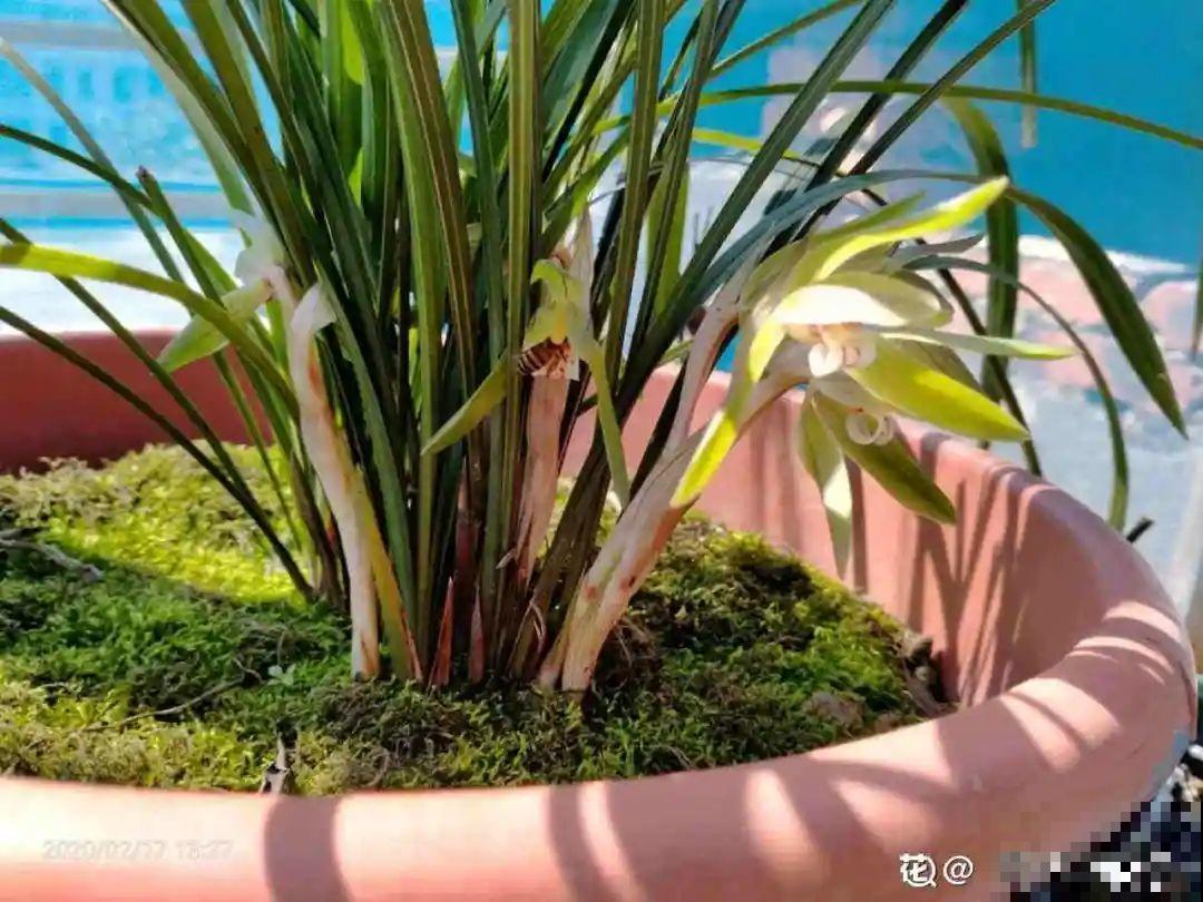 公认难养的花,养一盆死一盆,从来没有养活过! 公认难养的花,养一盆死一盆,从来没有养活过!