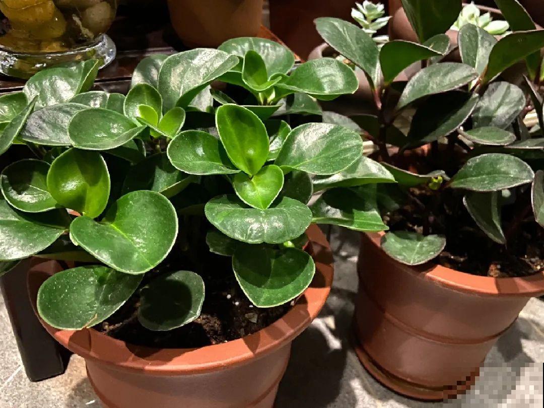 24种植物“净化器”,每个房间养一盆,太值了! 24种植物“净化器”,每个房间养一盆,太值了!