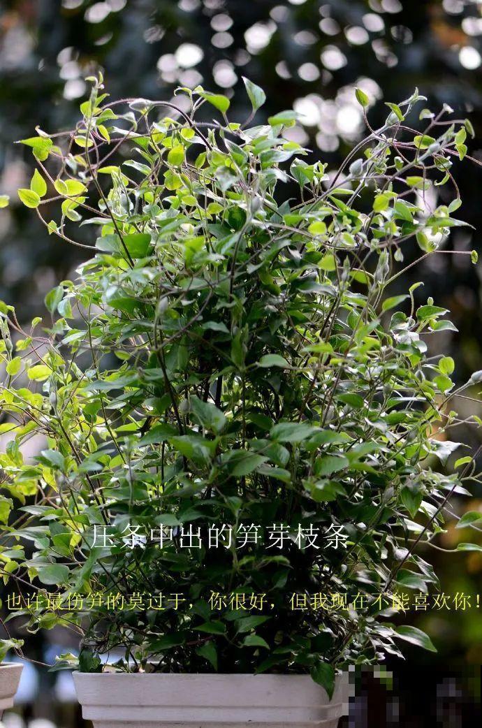 扦插有啥难？1根吸管，插活6盆花，太简单了！