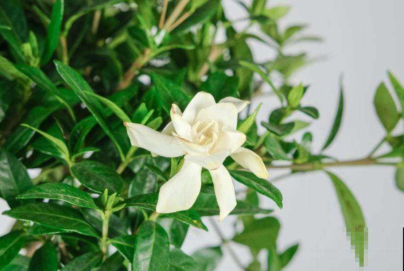 养花不要贪多，只选一个最好的品种，随便养养就爆盆！