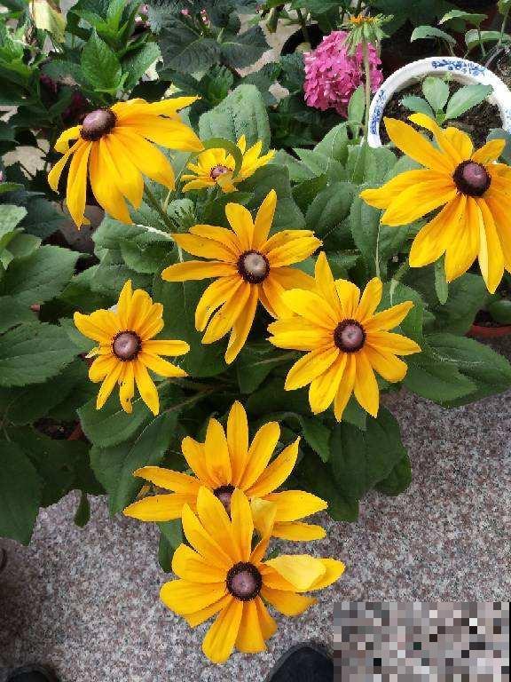 扶桑花吃了名字亏,还是叫朱槿好听,开花鲜艳花期还长 扶桑花吃了名字亏,还是叫朱槿好听,开花鲜艳花期还长