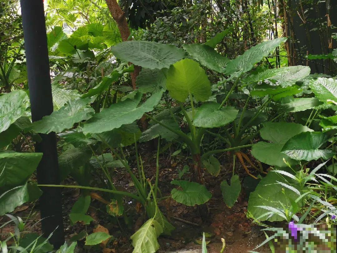 20种有毒花,出门别乱摘,有小孩的特别注意 20种有毒花,出门别乱摘,有小孩的特别注意