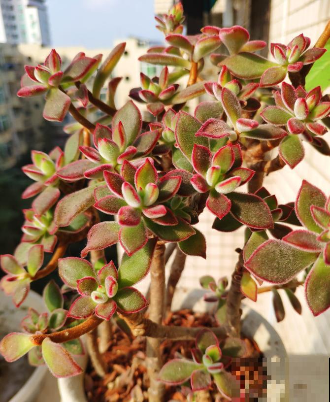 天生长毛的多肉，叶子毛绒绒，比玩具熊还可爱