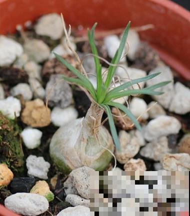 苍角殿很皮实，1个月不浇水都能活，养着省心！