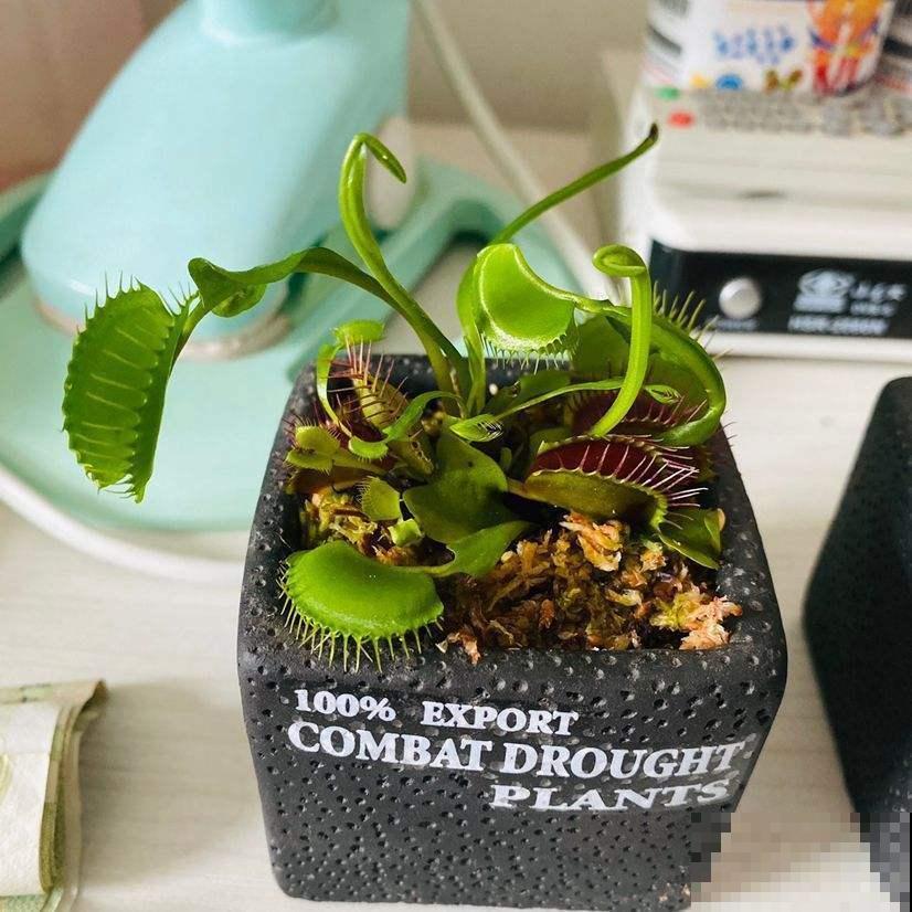 无肉不欢？这4种植物比你还爱吃肉，再加点酒长得更欢！