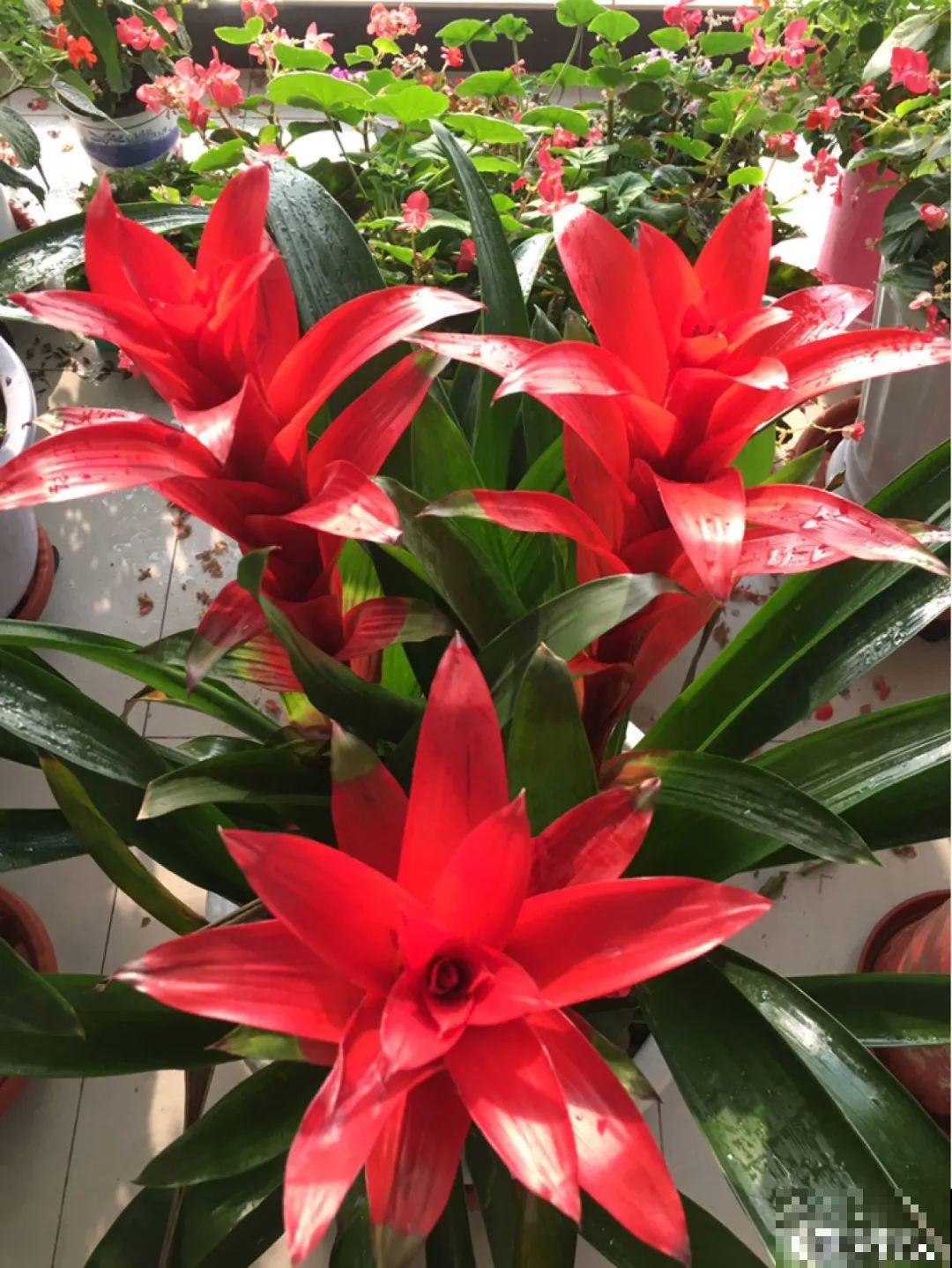 6种花开花就像假的,花期还特长,凑近一看才能辨别 6种花开花就像假的,花期还特长,凑近一看才能辨别