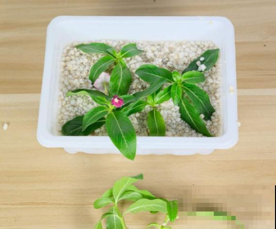 家里的花,用这东西裹住,捂一捂,可以快速生根! 家里的花,用这东西裹住,捂一捂,可以快速生根!