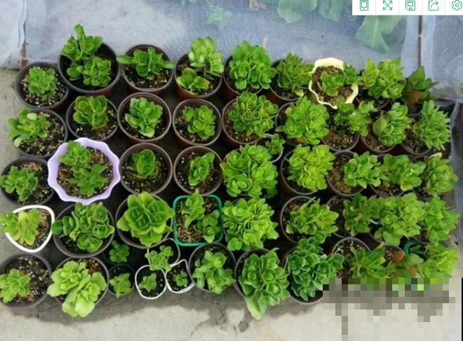 扦插最佳时期到了,有这花赶紧插,沾土就能活! 扦插最佳时期到了,有这花赶紧插,沾土就能活!