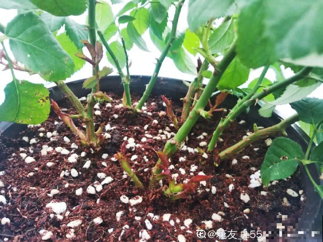 大家都爱养的花，其实只能秋天种，错过季节养不活！