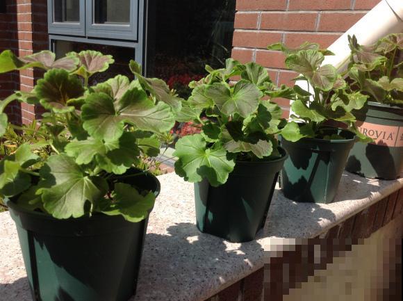 9月是最佳播种期,天竺葵从播种到开花,详细经验来啦! 9月是最佳播种期,天竺葵从播种到开花,详细经验来啦!