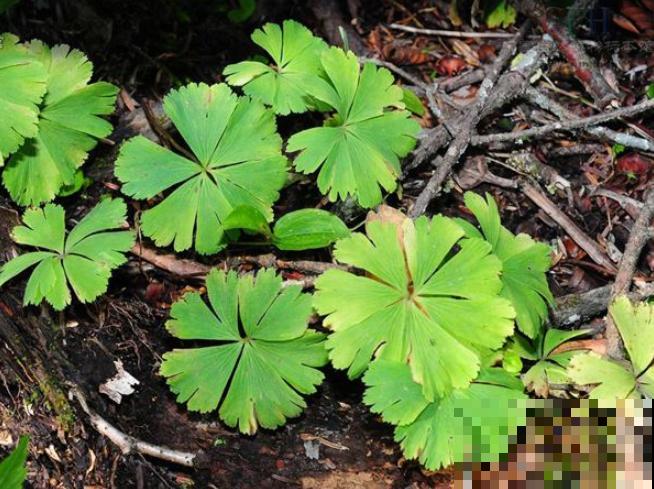5种罕见植物，只长一片叶子一根茎，价值却很珍贵！